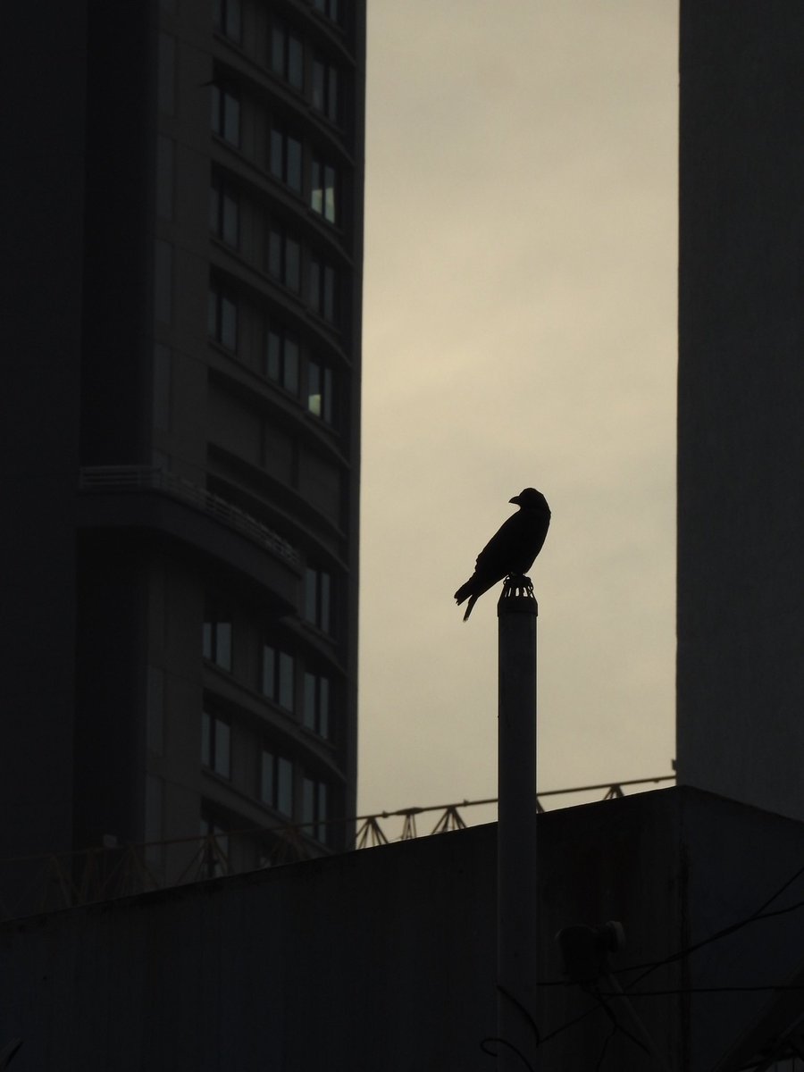 SlickClicks tweet media