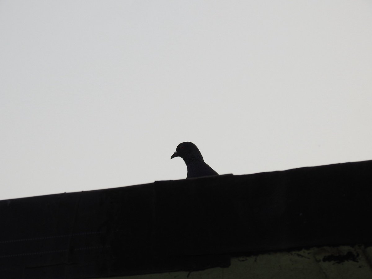 SlickClicks tweet media