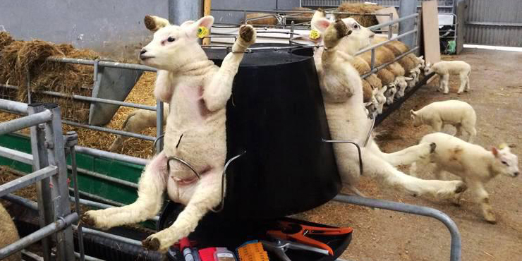 Gina Bates Ⓥ 𓃟 Pigoneer™. tweet media