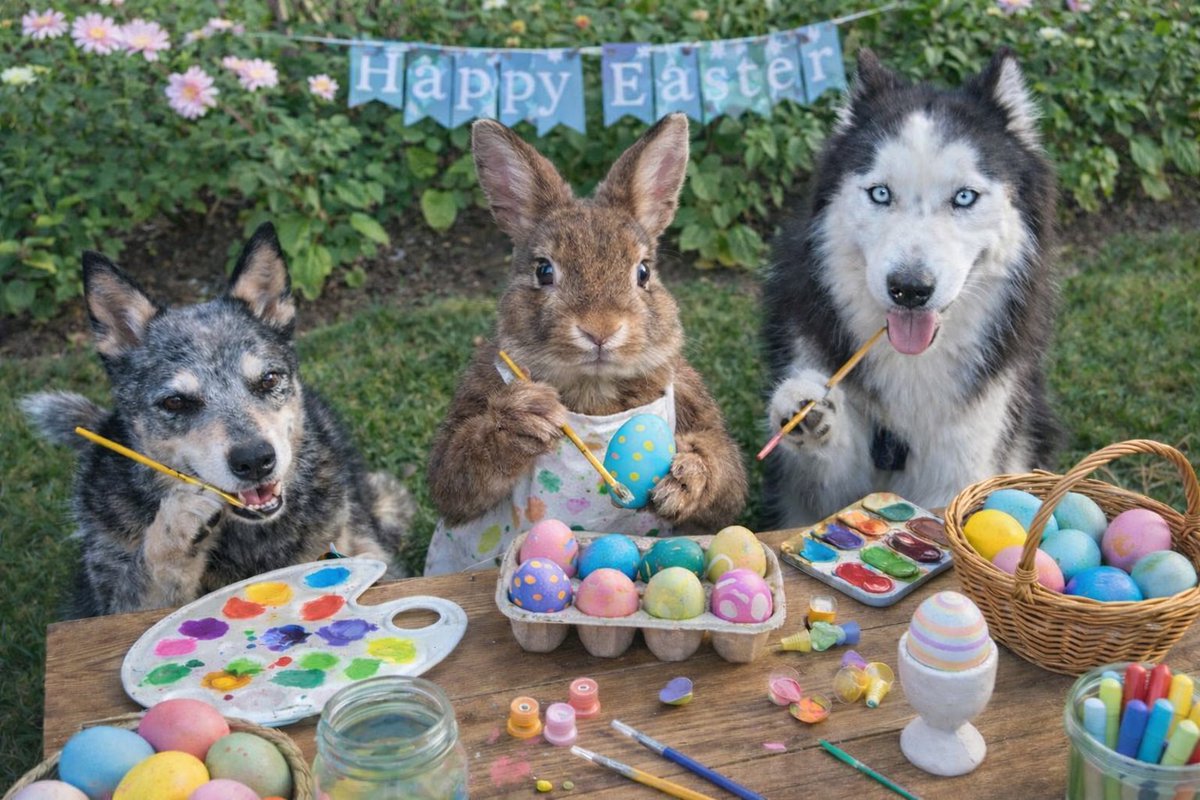 SJZ #RipEmber + Silver 🐶🐺🌈 tweet media