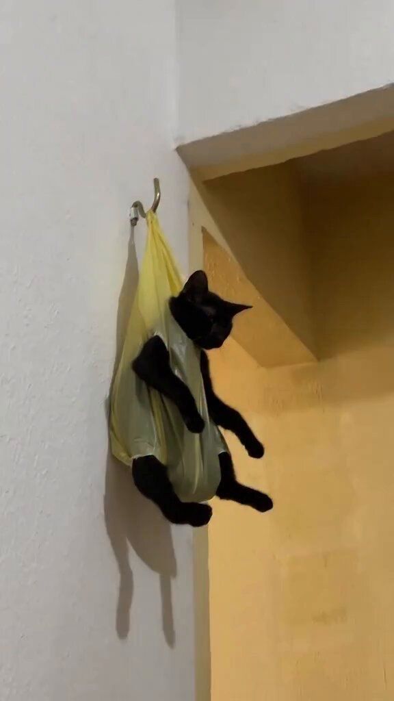 Cat Lovers 🐈 tweet media