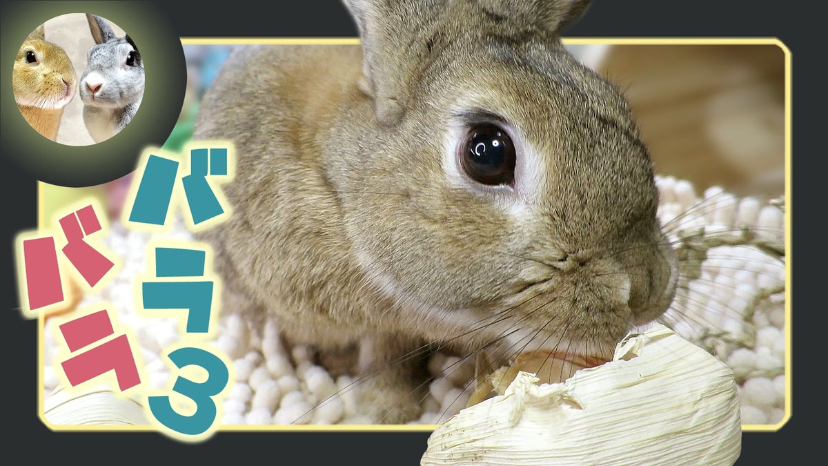 DragonFantasyV's tweet image. みっつ目、撃破！　⌒(｀・ω・´)⌒ 
youtu.be/CYxqEZyYhFk?si… 
#ちゃび #Chabby #ウサギのだいだい #アスカ先輩 #うさぎ #DOVASYNDROME