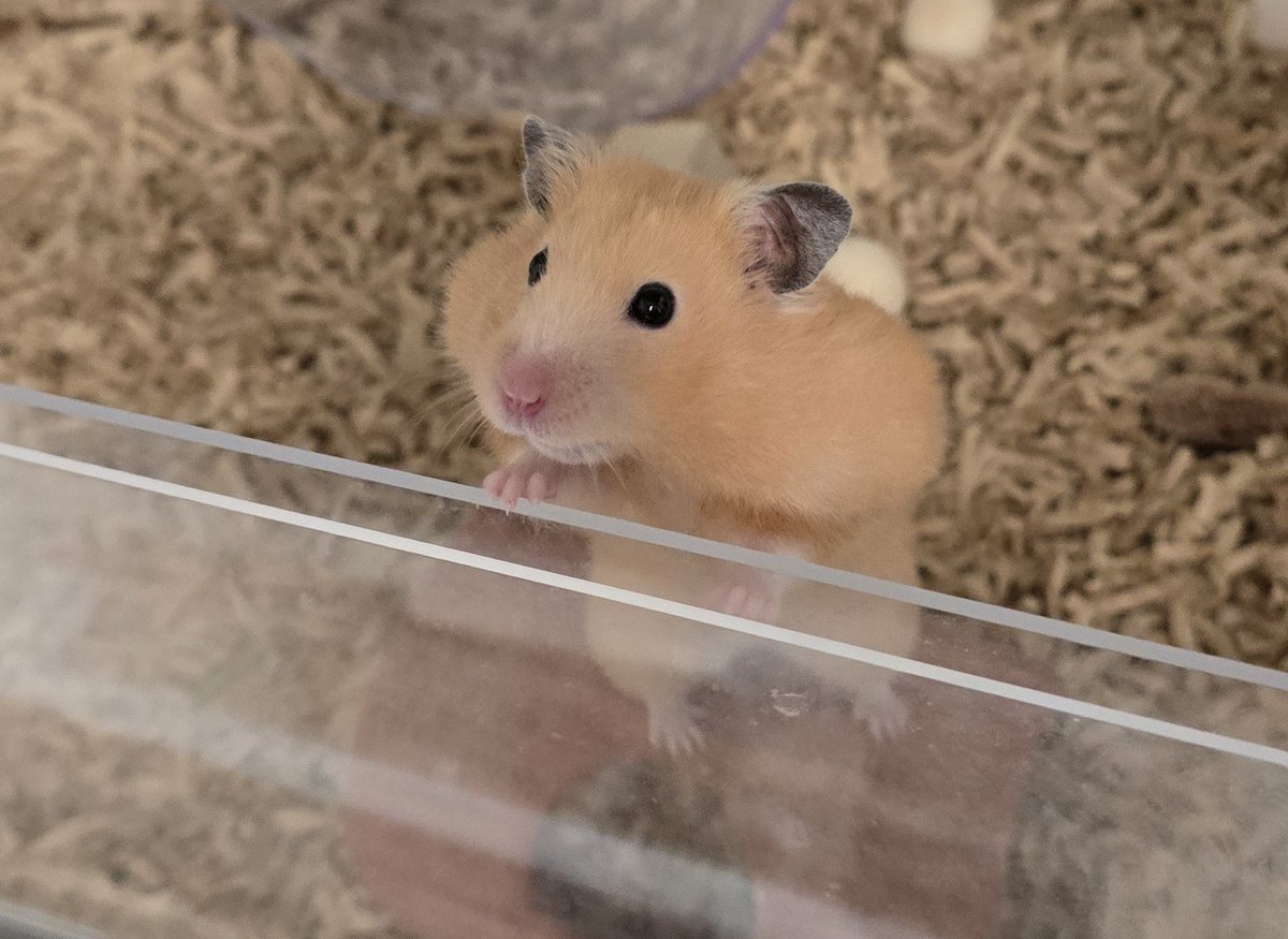 しろくま tweet media