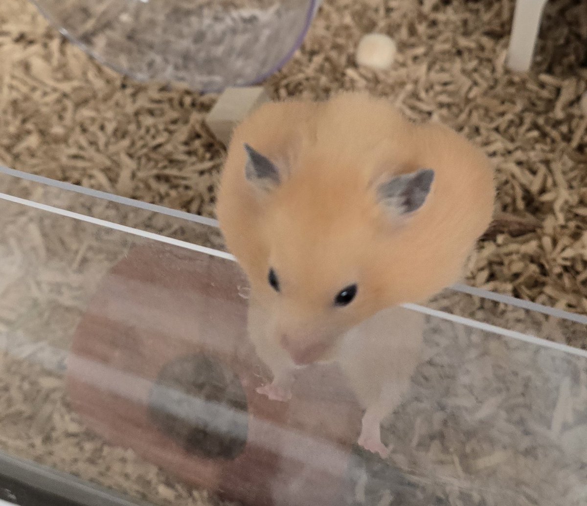 しろくま tweet media