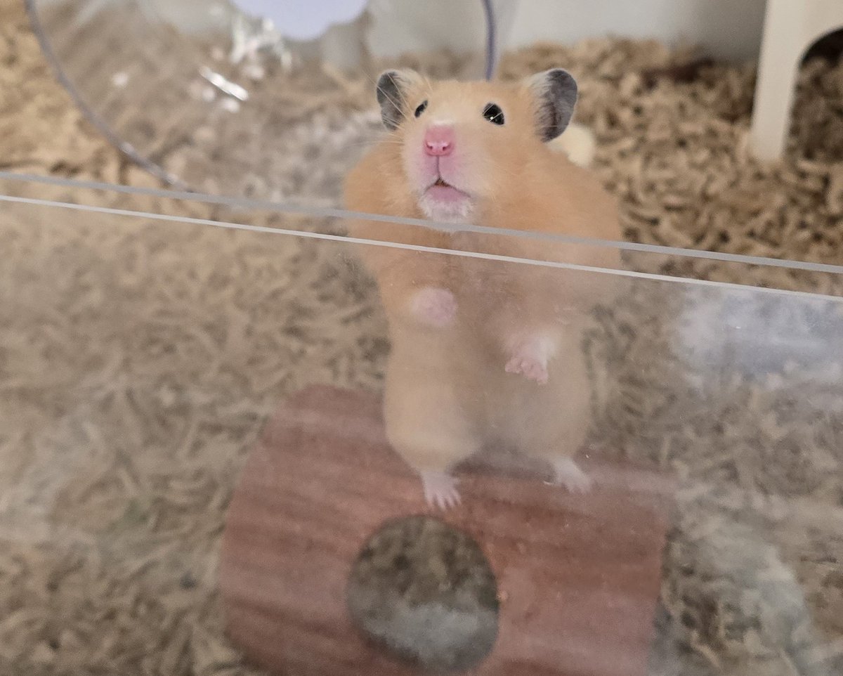 しろくま tweet media