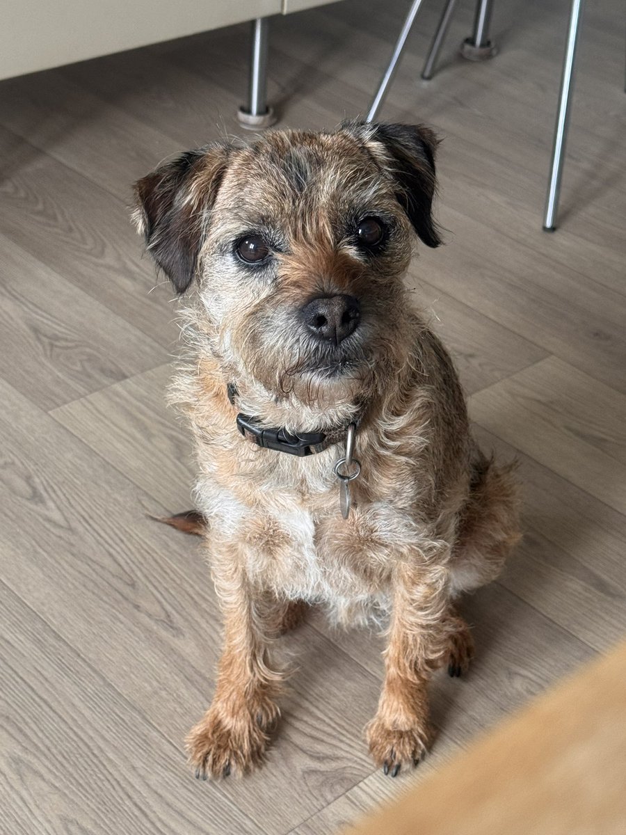 Sir Clapton Terrier tweet media