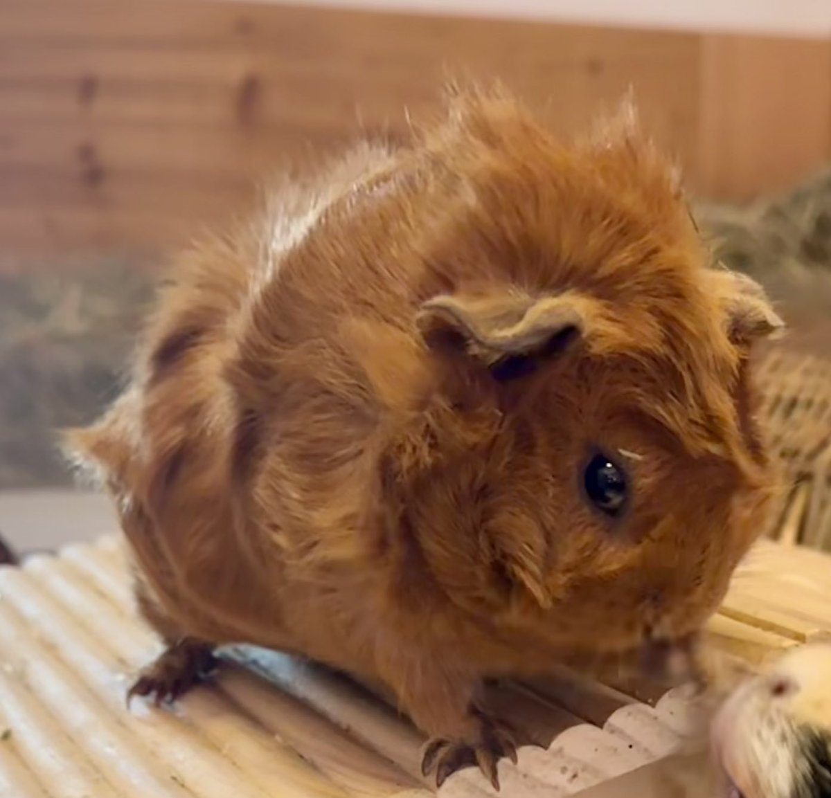 Anna Rebella, the woman, the myth, the legend tweet media