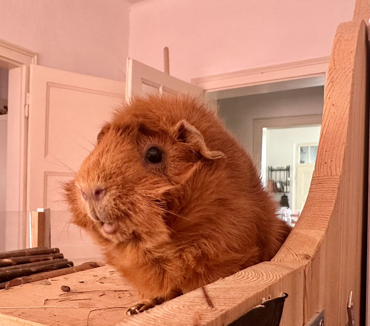 Anna Rebella, the woman, the myth, the legend tweet media