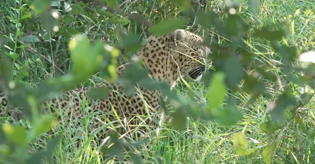 Felipe Bravo tweet media