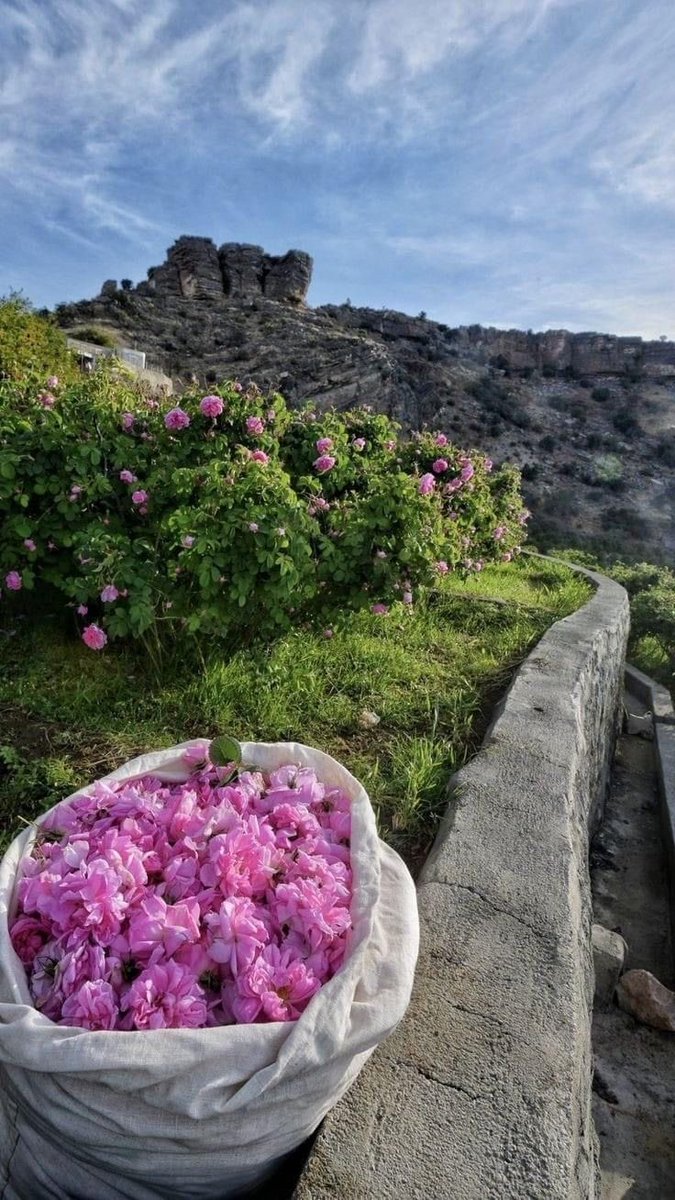 طويق | نوره tweet media