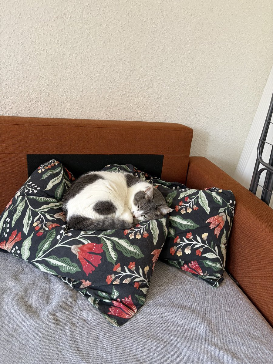 sumatra🌈 tweet media