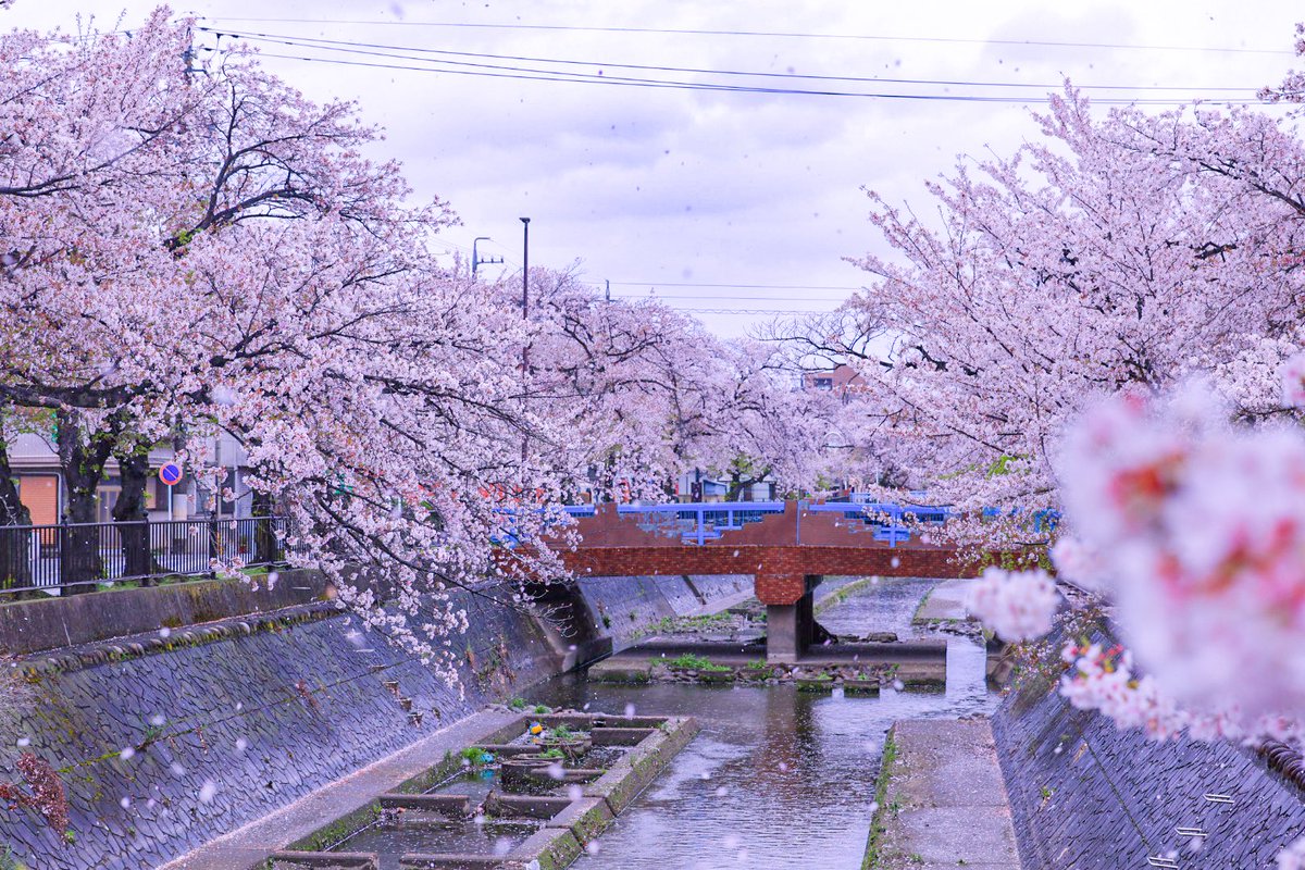 こーべー tweet media