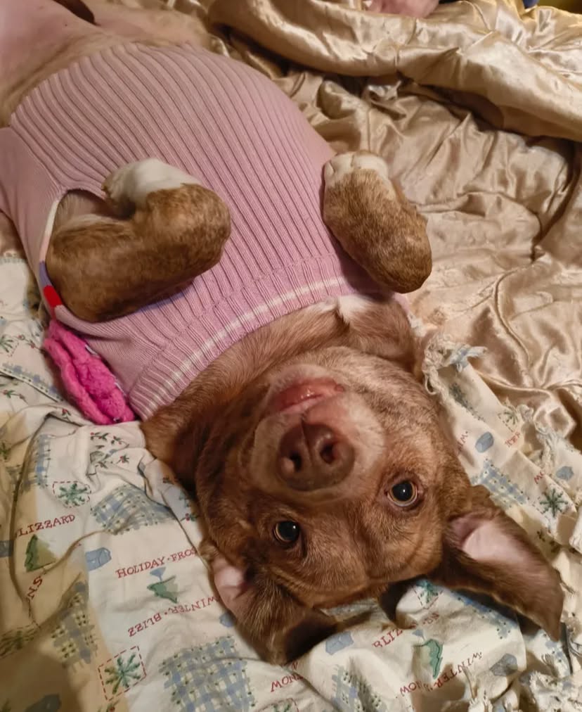 Memphis Humane Society tweet media