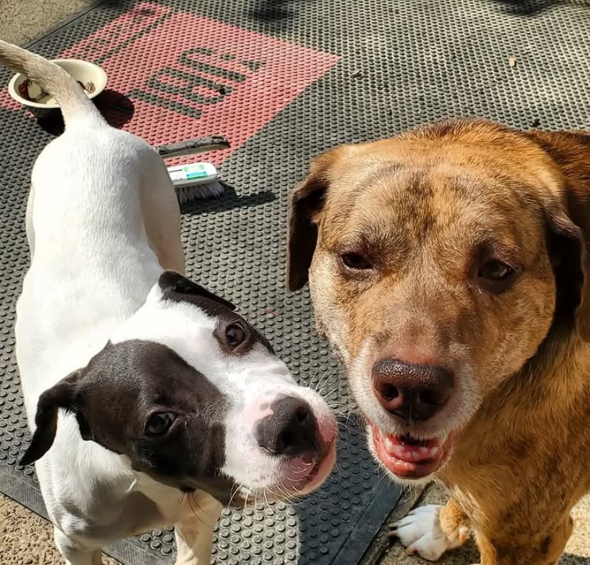 Memphis Humane Society tweet media