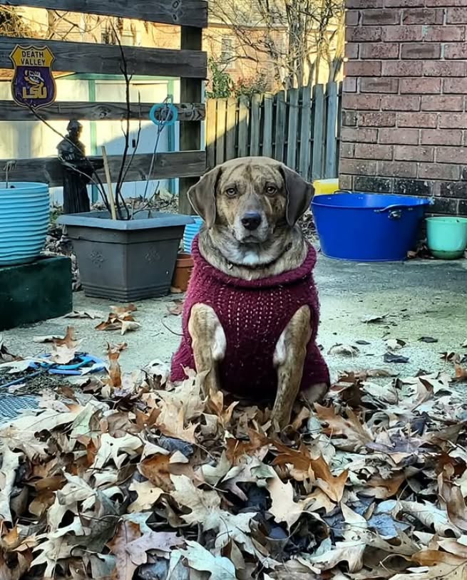 Memphis Humane Society tweet media