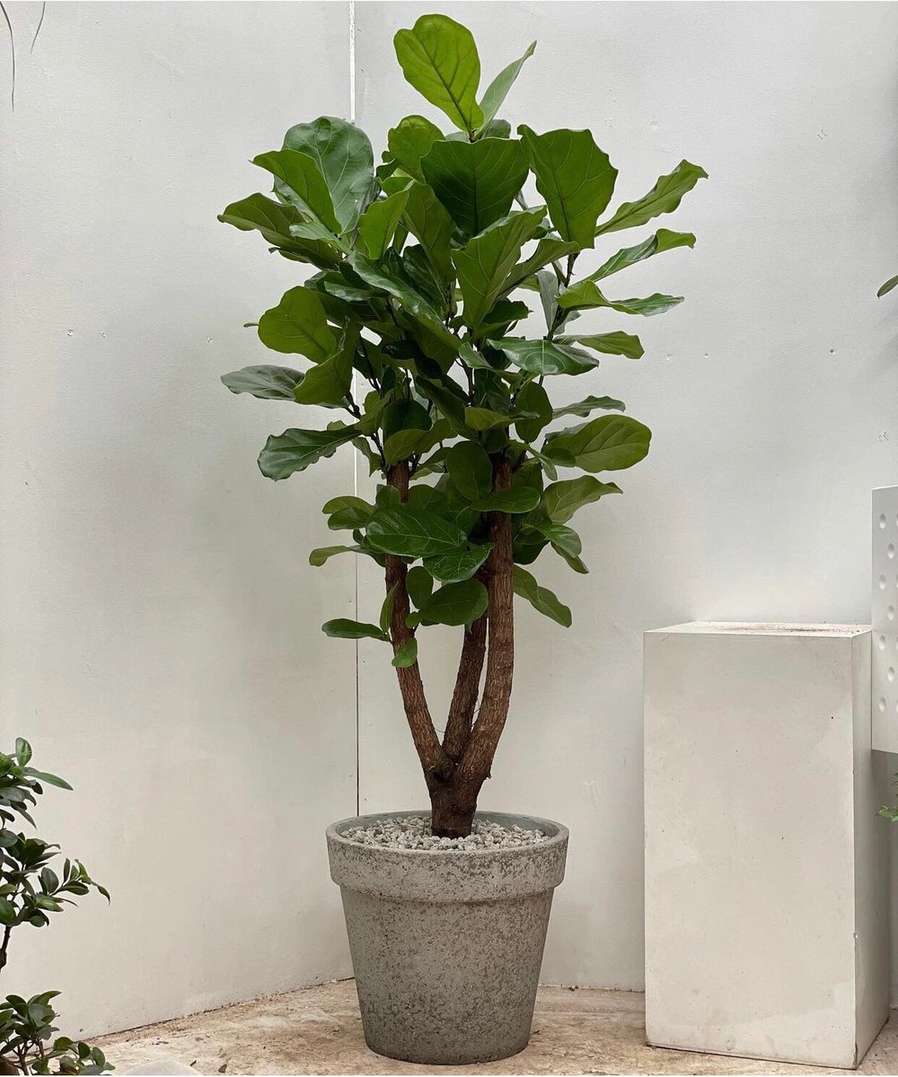MikeMiguel1961's tweet photo. 3 Pro Tips for Thriving Fiddle Leaf Fig! 1. Bright indirect light (avoid midday sun!) 2. Water when top 2 inches of soil are dry 3. Wipe leaves monthly to boost photosynthesis. Tag a plant parent who needs this! #PlantCare #FiddleLeafFig https://t.co/4YzHPSVk8I