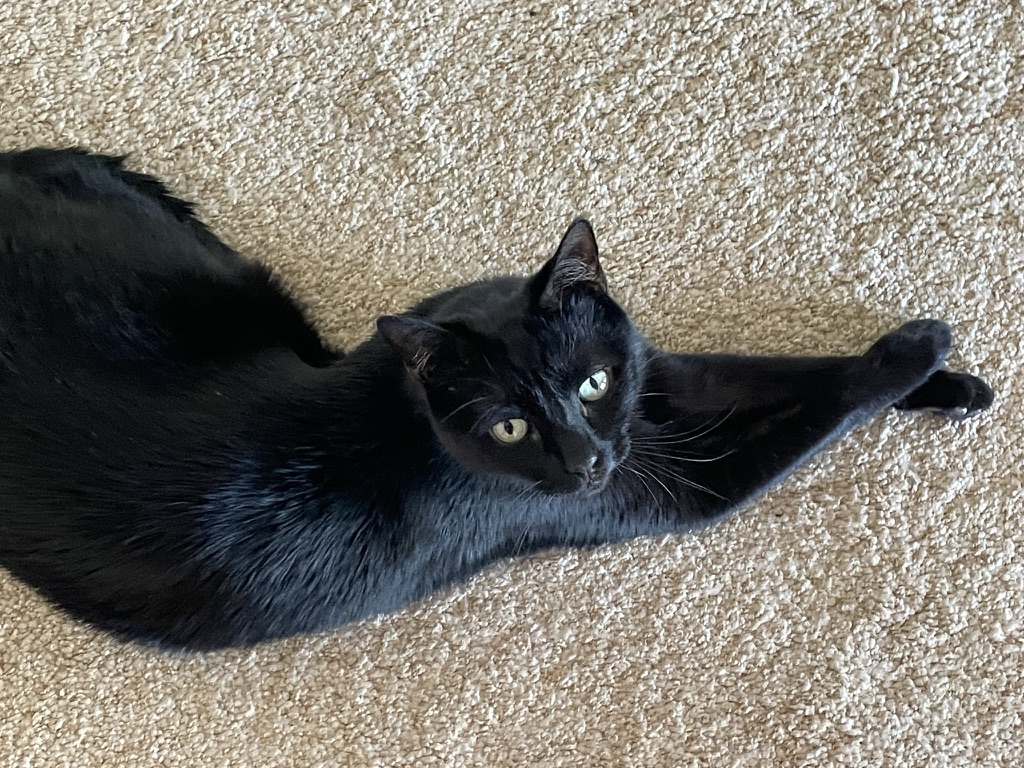 Adora 2000 tweet media