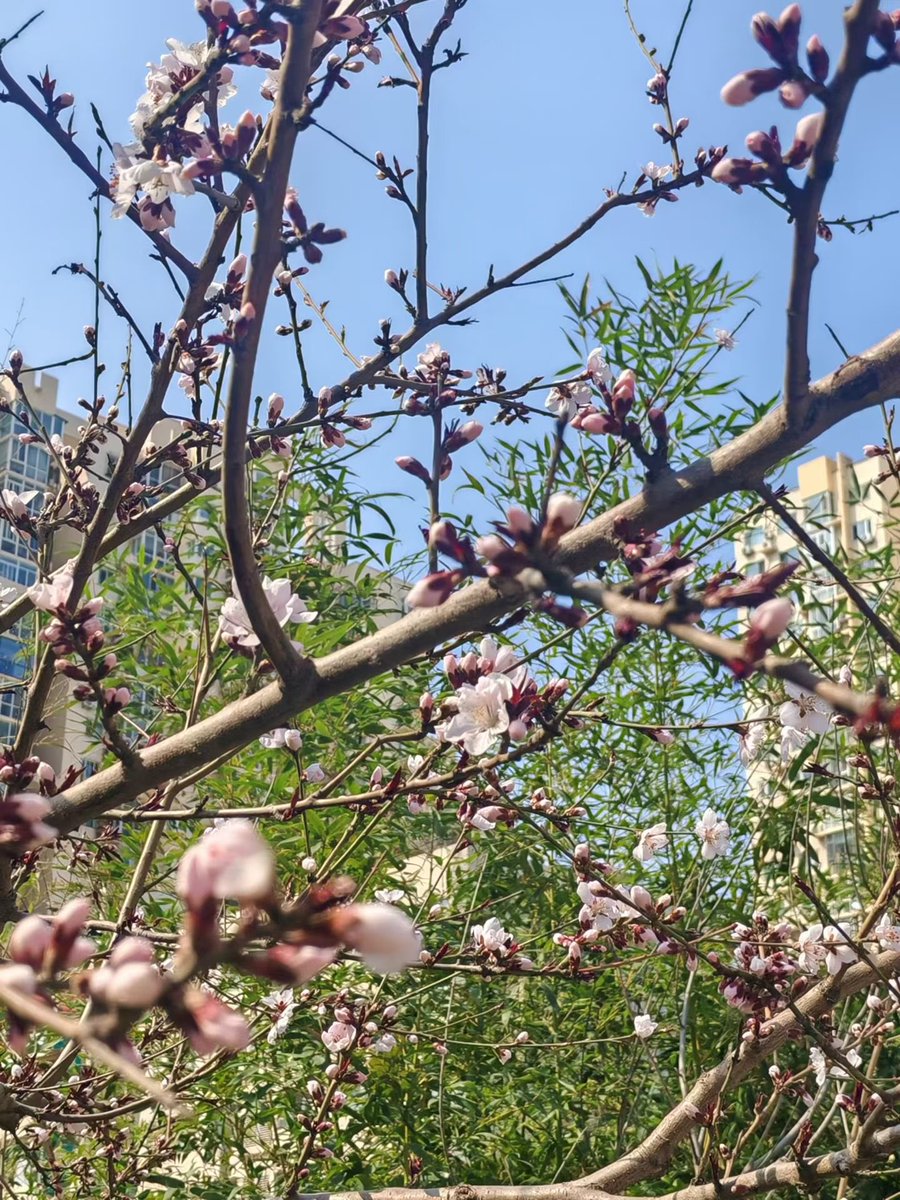 xiaomifeng0224's tweet photo. 持续不断地努力积攒力量，终会从微光变成星河，照亮自己的人生旅途。
#LibertyCats #LibertyCatNFT #NFT https://t.co/ZZUwyQNd2i