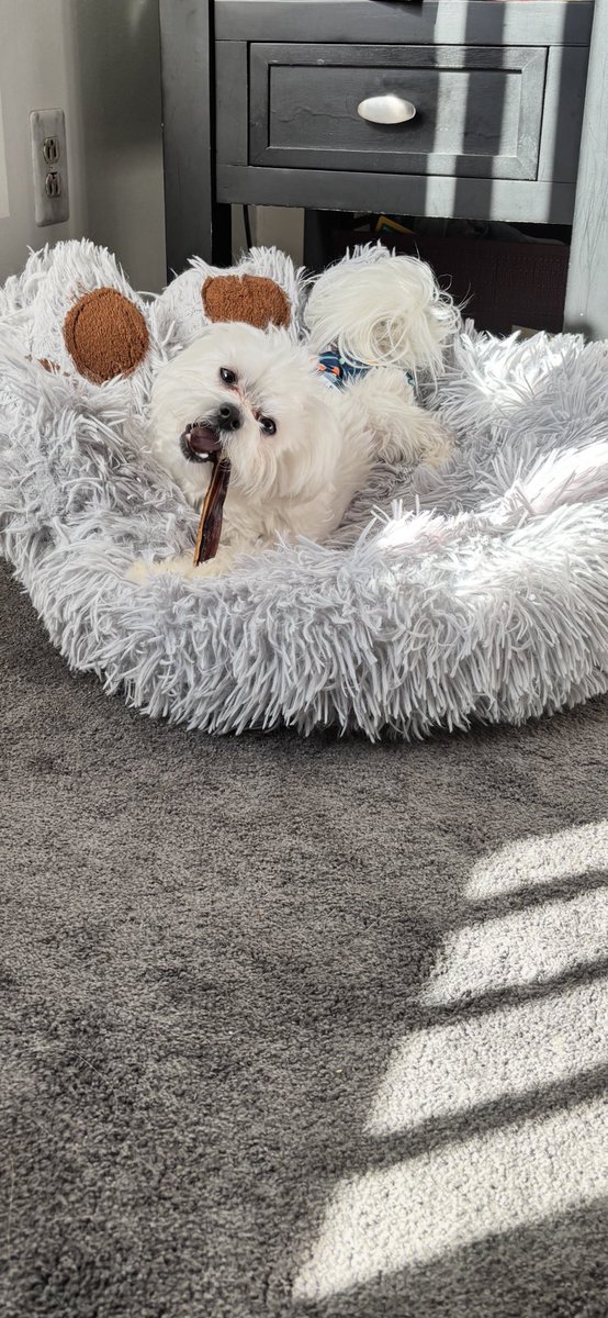 Kim Hayden Billy & 😇 Dusty & Carly🐣🐰🌻♥️🐾🌸 tweet media