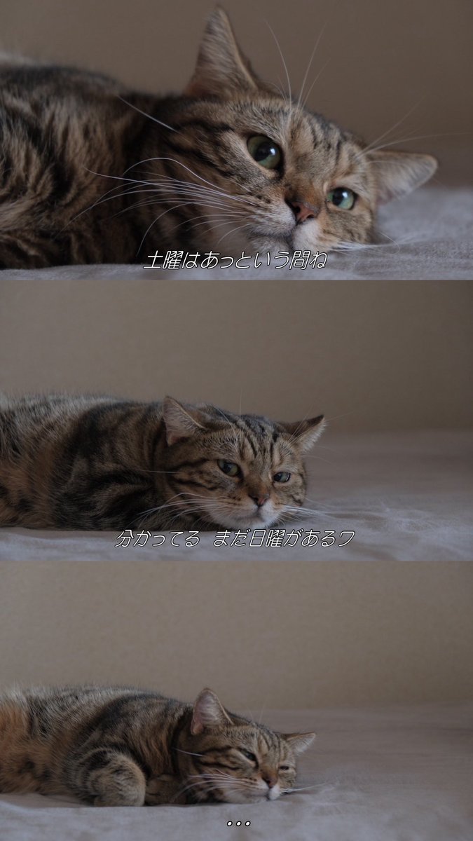 長毛アメショと短毛アメショ tweet media