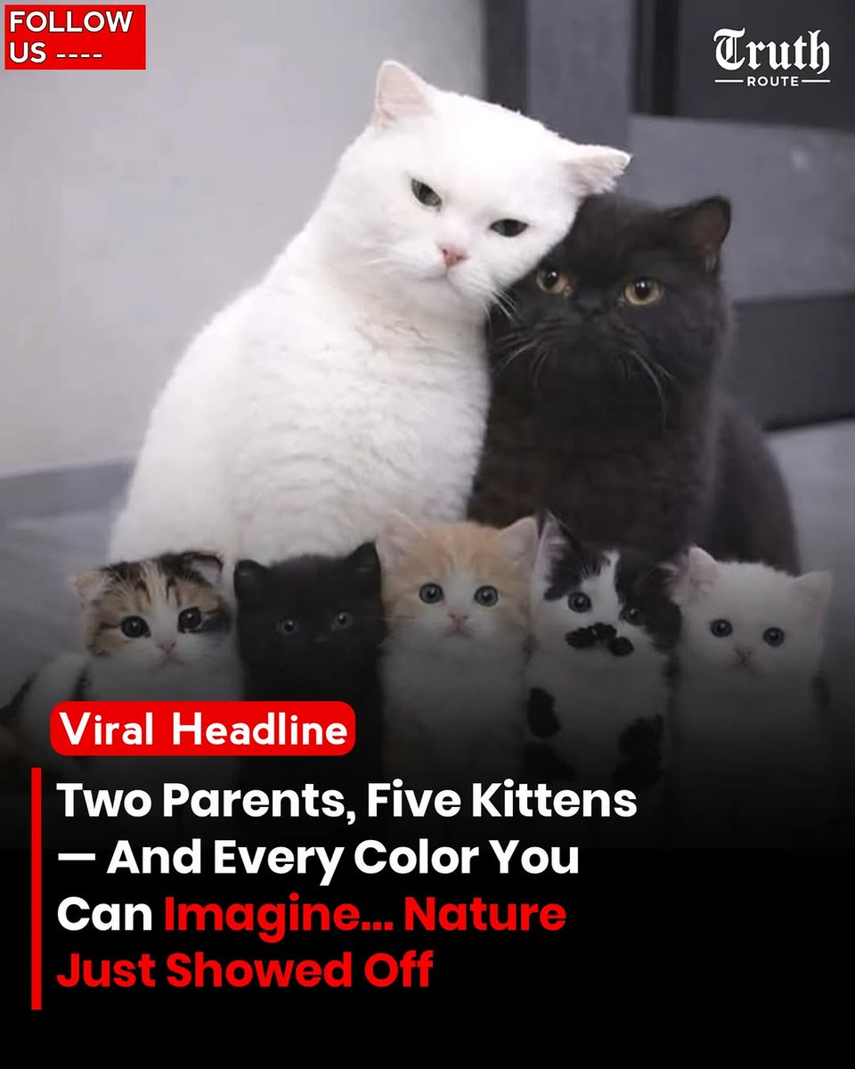 Cat Therapy 😸 tweet media