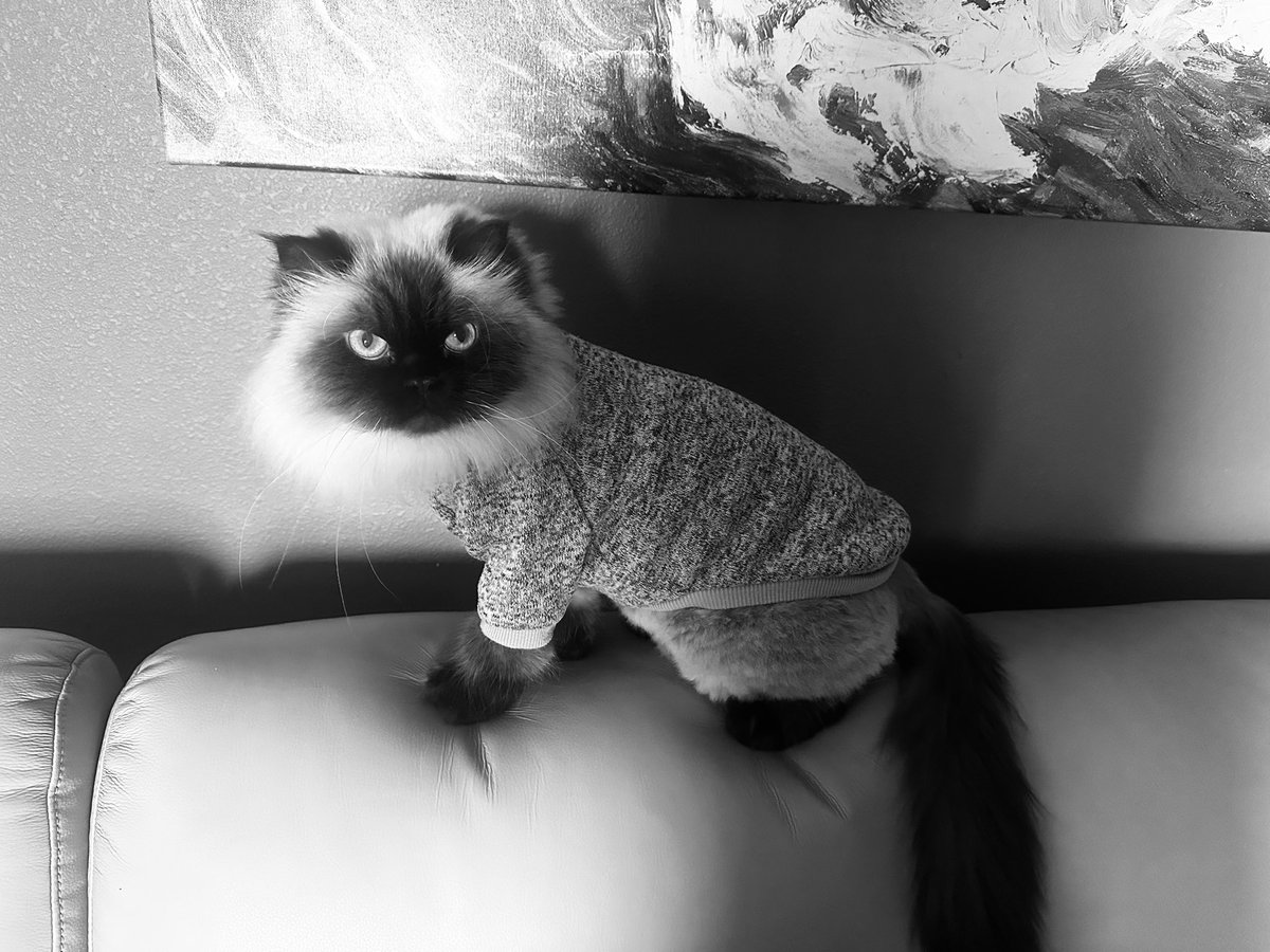 ArmyBrat68 tweet media