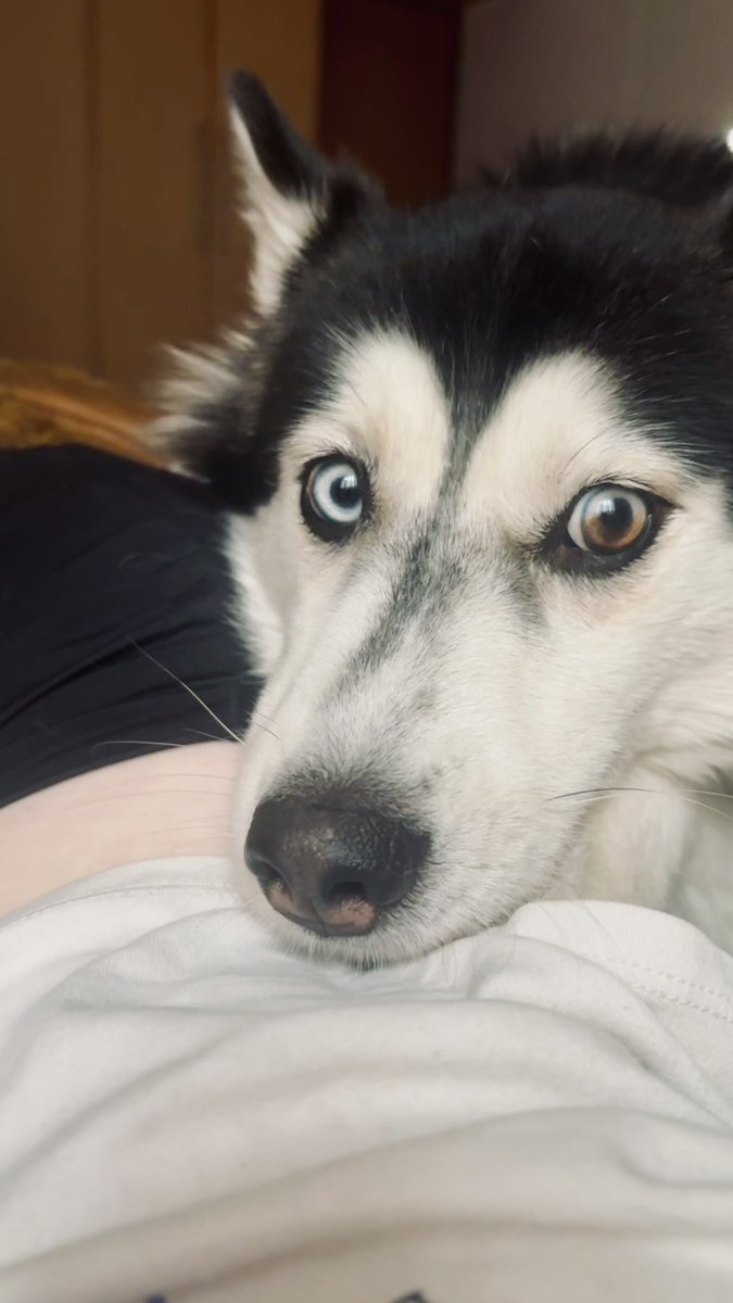 carola❣ tweet media