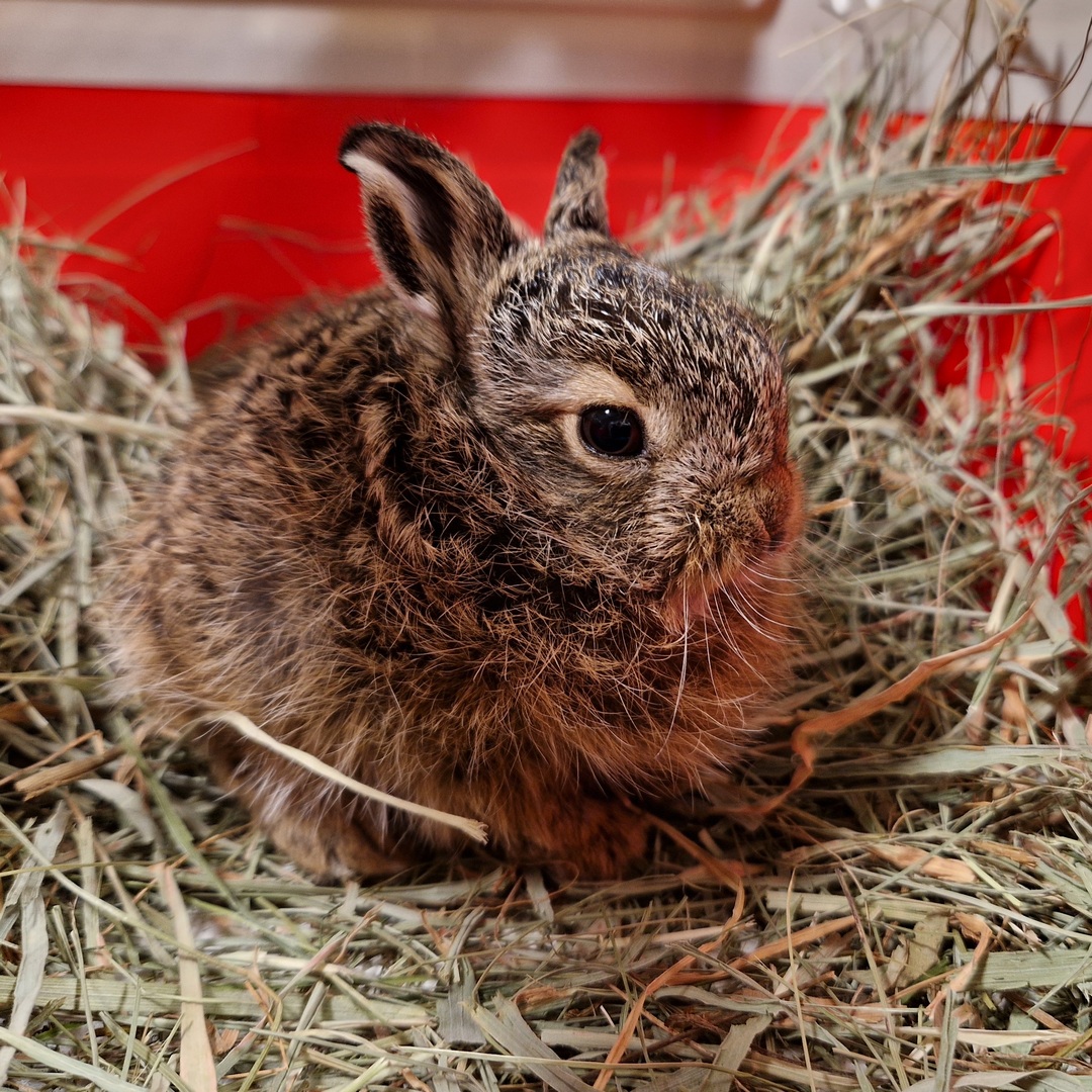 Fundacja PRIMUM tweet media