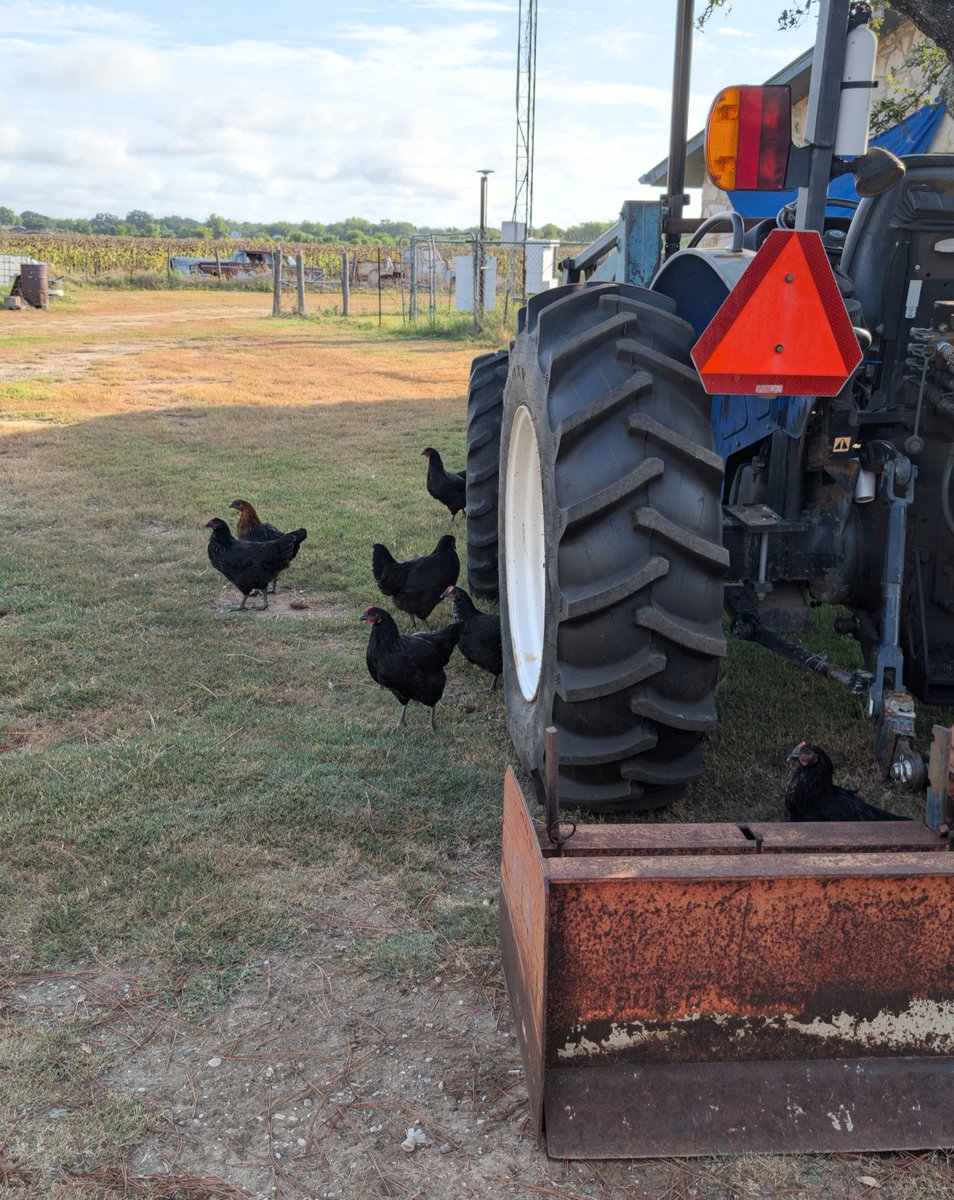 BasedTexan tweet media