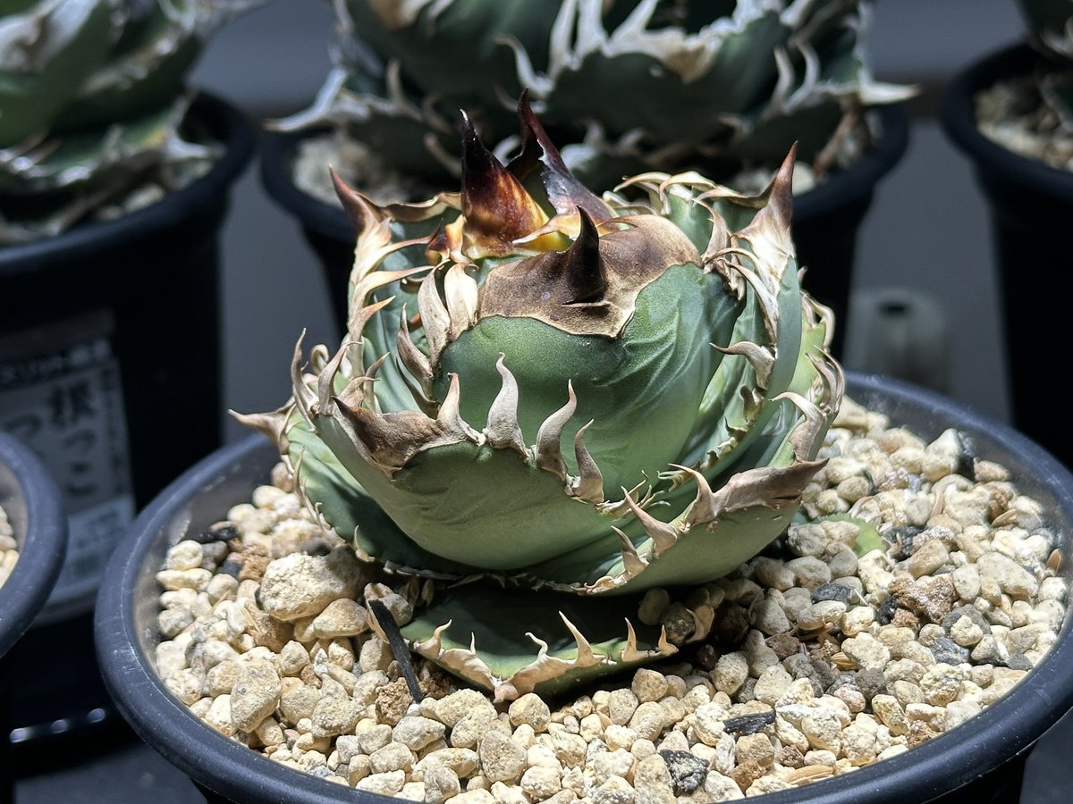 むぎっこ tweet media