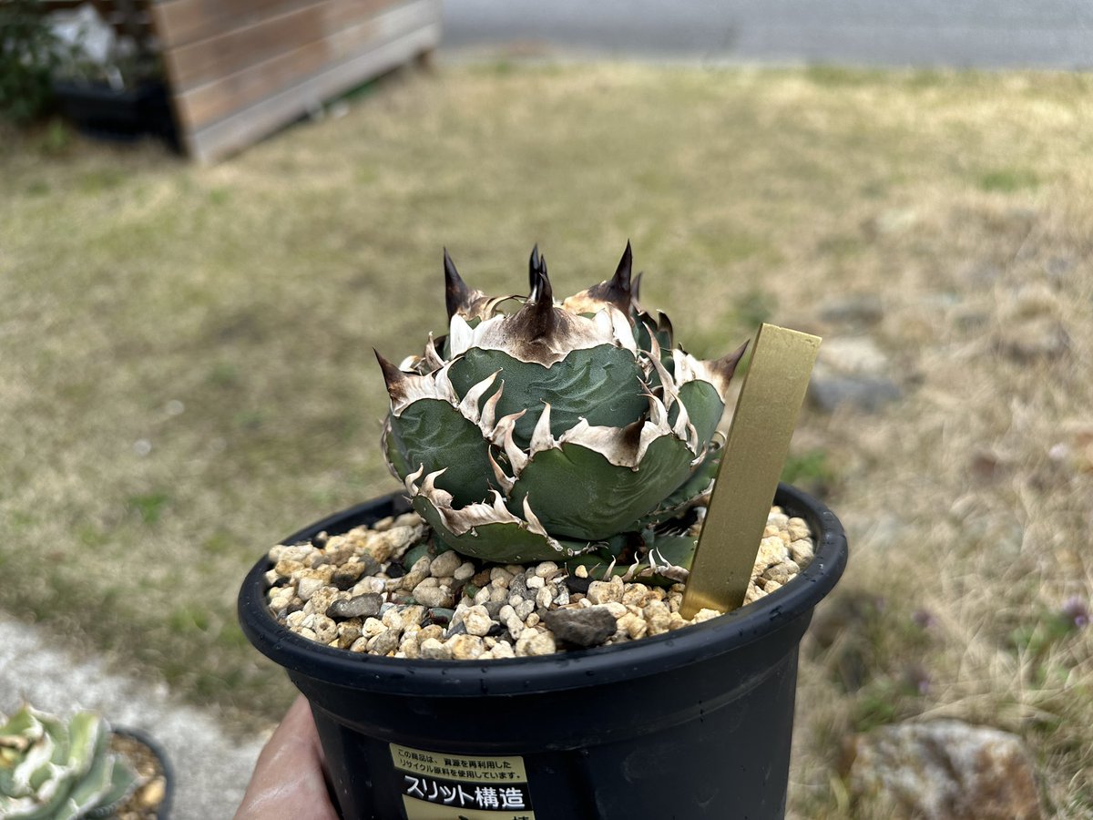 むぎっこ tweet media