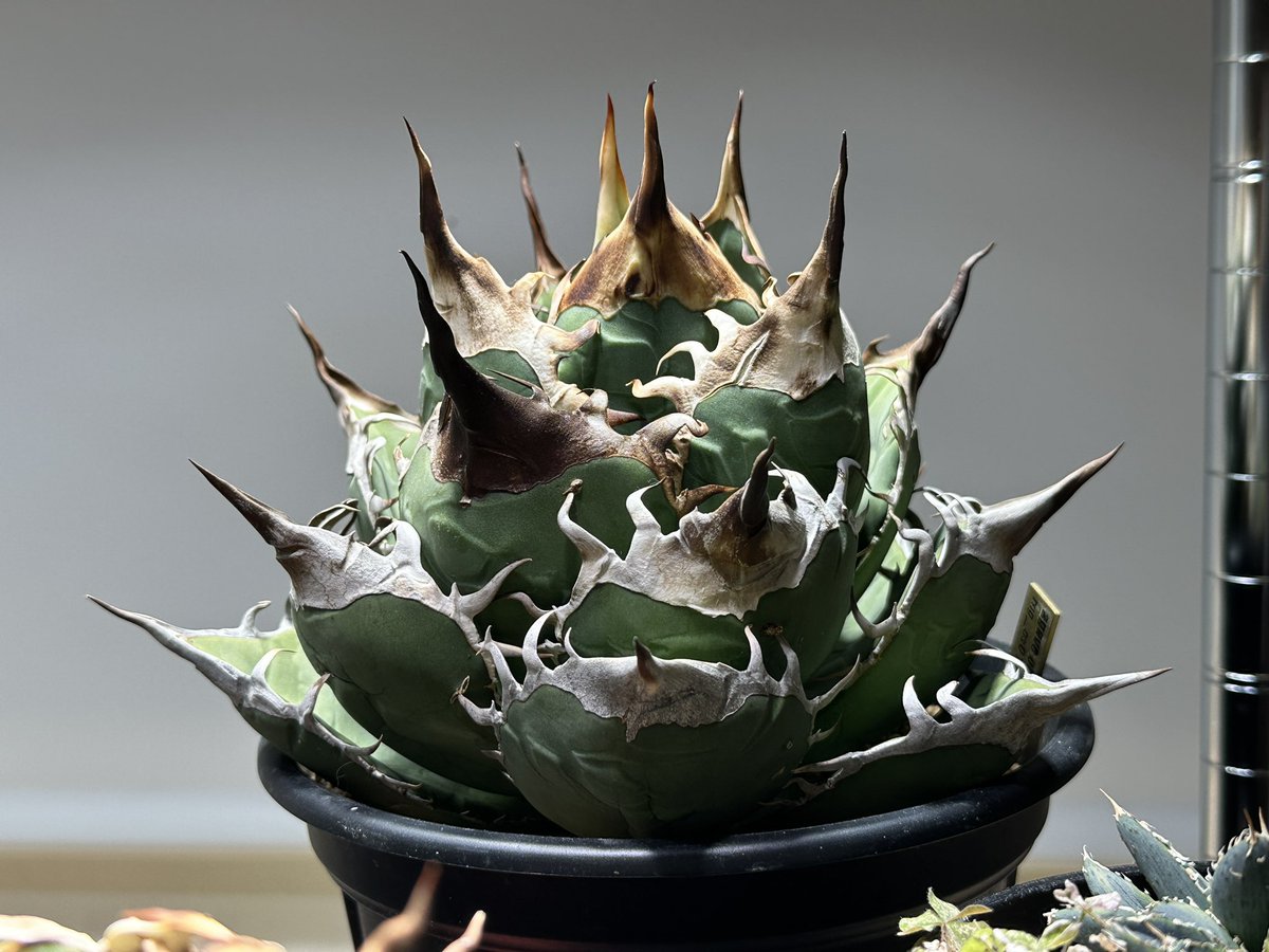 むぎっこ tweet media