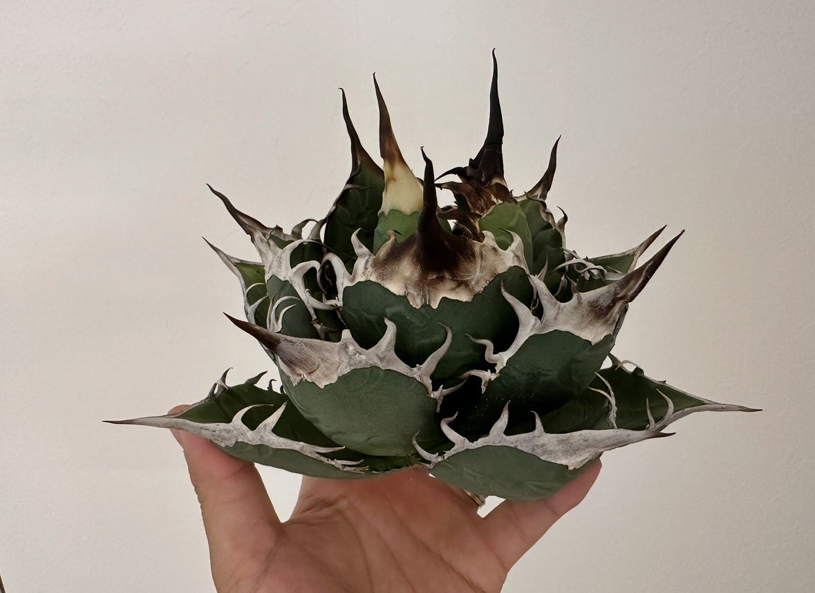 むぎっこ tweet media