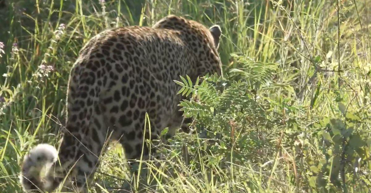 Felipe Bravo tweet media