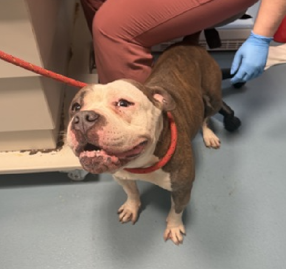 NMBewitched's tweet image. Jessie😍😇
#NewDogontheBlock 
nycacc.app/#/browse/251004 
#AdoptMe 

What a cutie🥰
Social, happy, healthy &amp;amp; playful 

"Oh Jessie you can always sell any dream to me"🎶😊