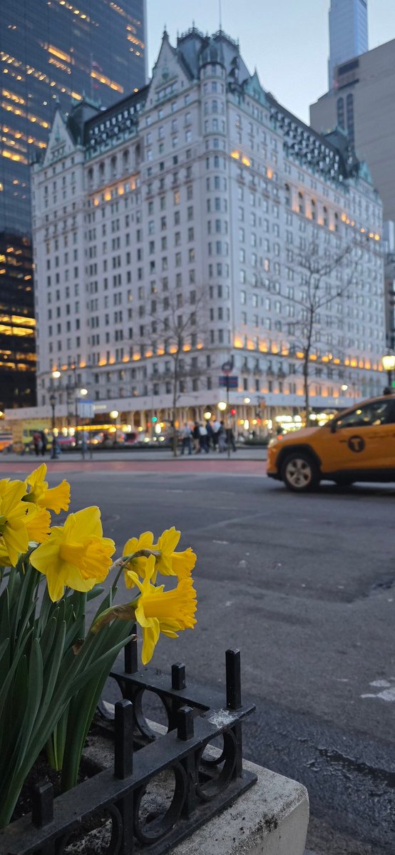 ibookery's tweet image. Yellow
#daffodils , #yellowcab and The Plaza hotel in #nyc