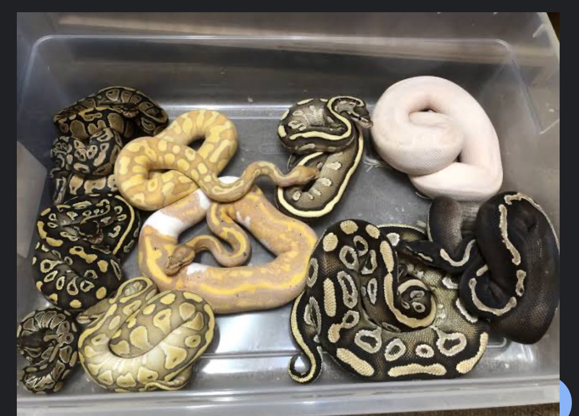 Fuc n Moan tweet media