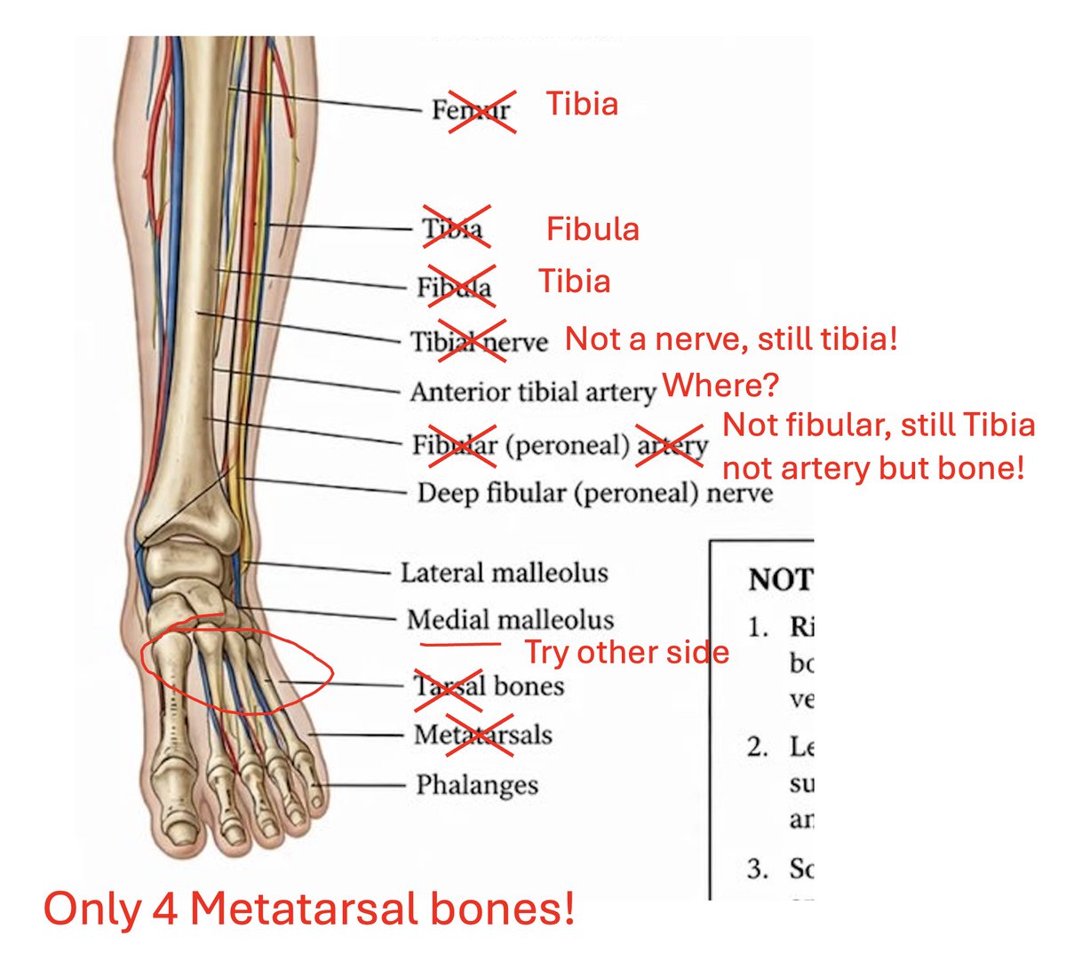 Michael_D_Moor's tweet photo. There is some buzz about a new image generation model (maybe by OpenAI) with this generated anatomy picture. May look nice to lay eyes, but rest assured it is FULL OF ERRORS. I just quickly checked the left leg, see annotated image (i'm sure there are plenty more entertaining mishaps there upon closer inspection).