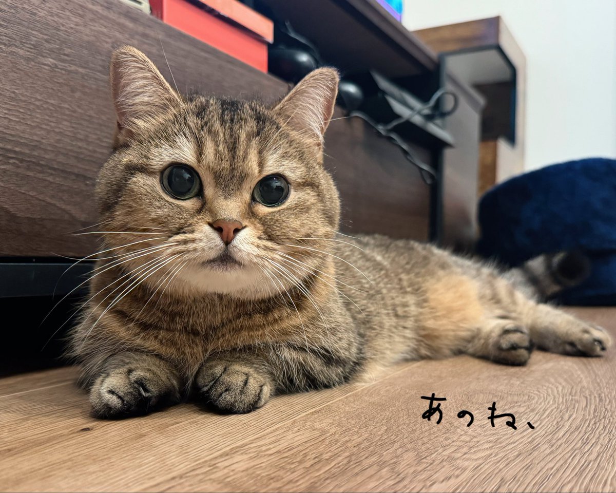 きなこ@なぽれおん tweet media