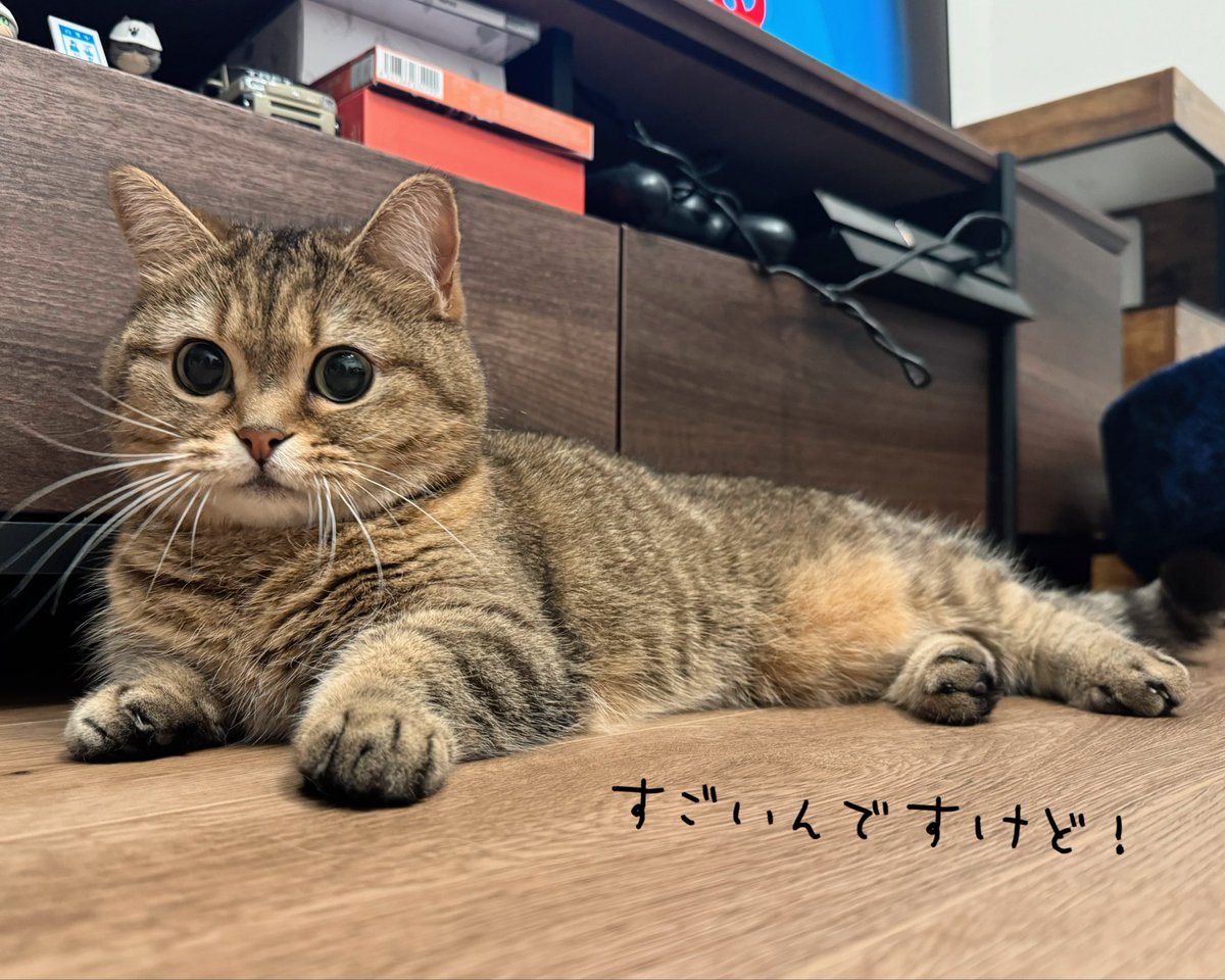 きなこ@なぽれおん tweet media