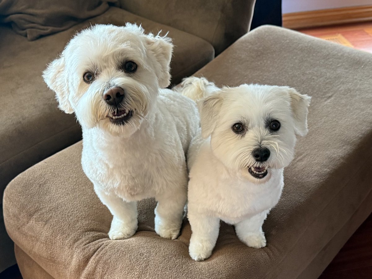 Zoey & Zeke tweet media