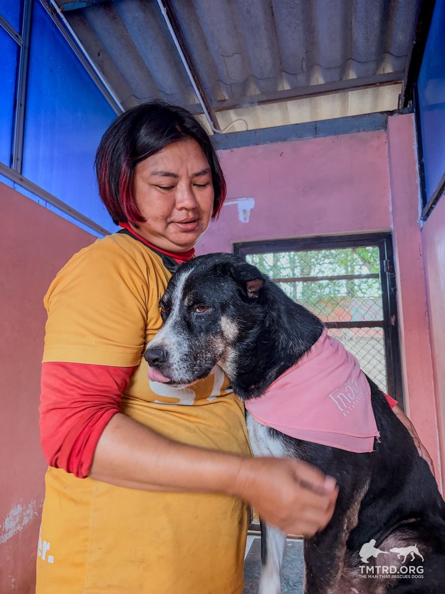 TMTRD - The Man That Rescues Dogs Foundation tweet media