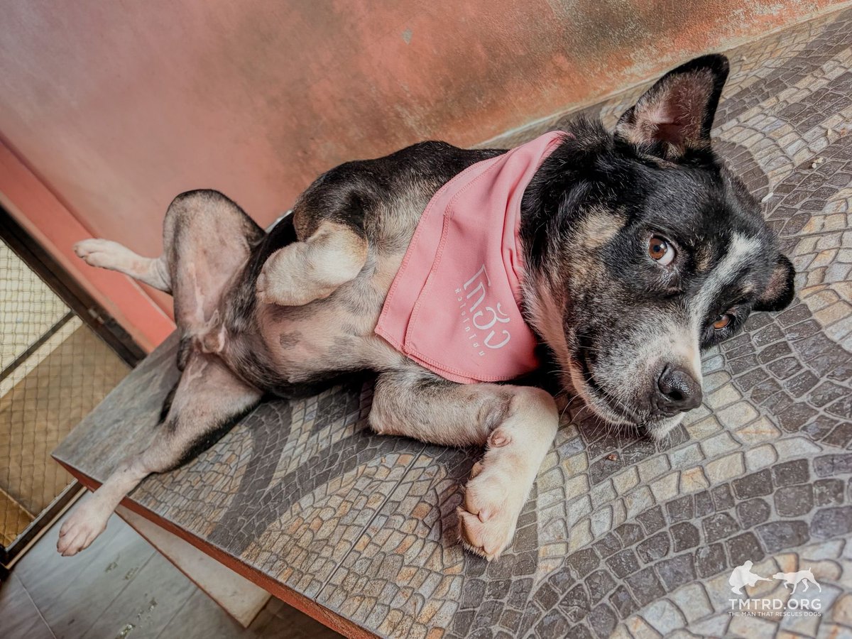 TMTRD - The Man That Rescues Dogs Foundation tweet media