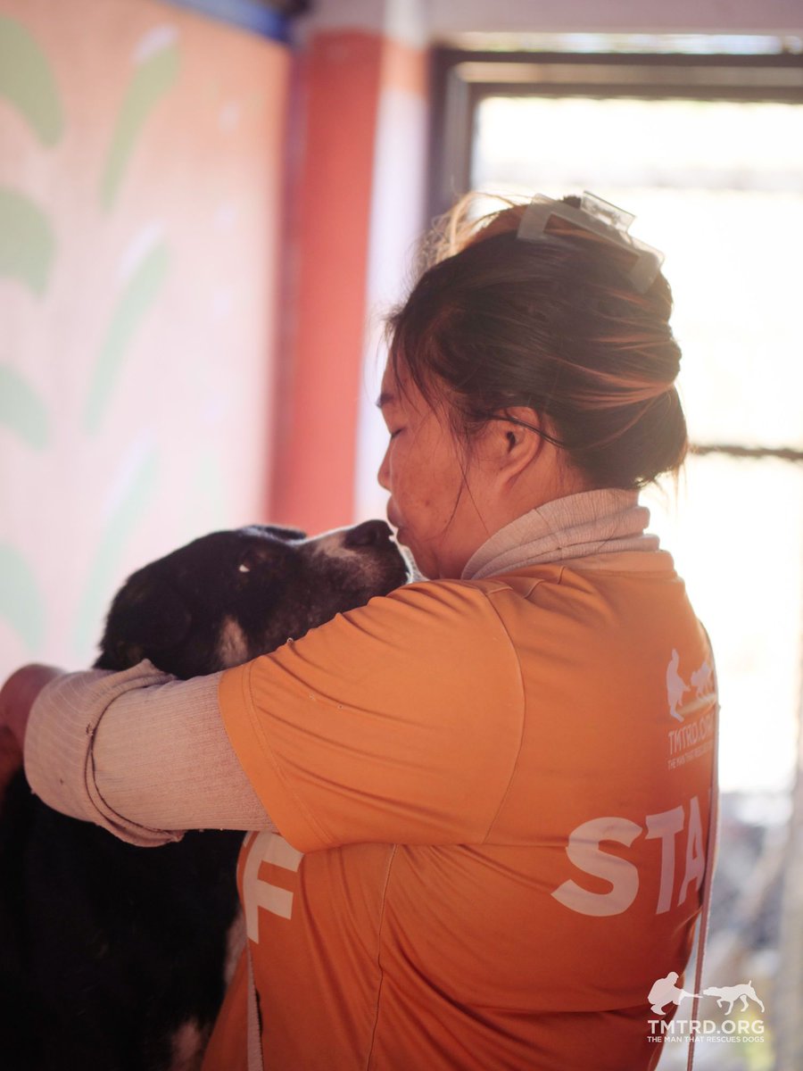 TMTRD - The Man That Rescues Dogs Foundation tweet media