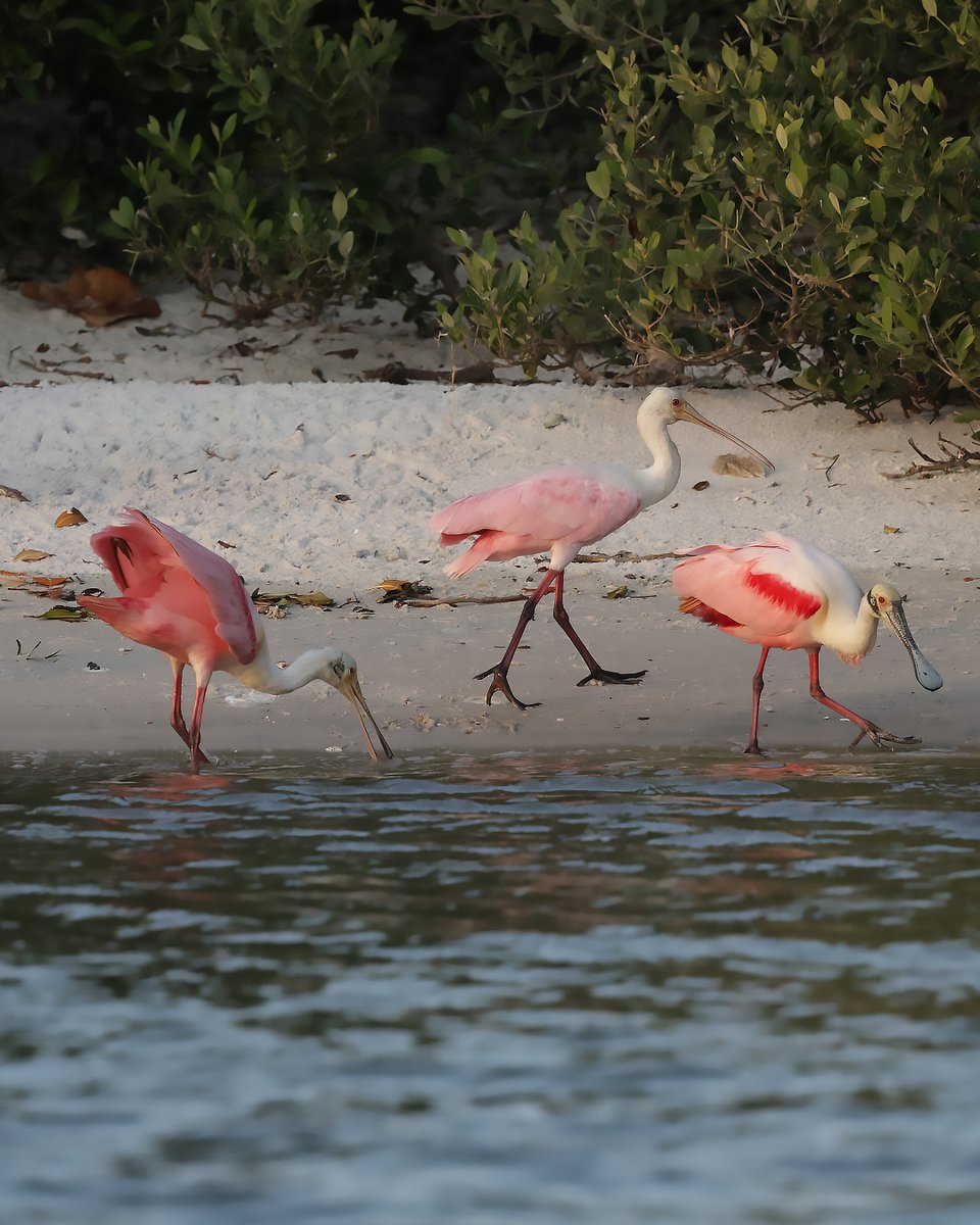 GSGalleries's tweet photo. Reflections like this have always pulled me in.

I stood watching these spoonbills in shallow water, their forms shifting and breaking below. That moment stayed with me. Back in the studio, it became Spoonbill Reflections.

My way of holding onto something that never holds still. https://t.co/rfeWL7L2ZM