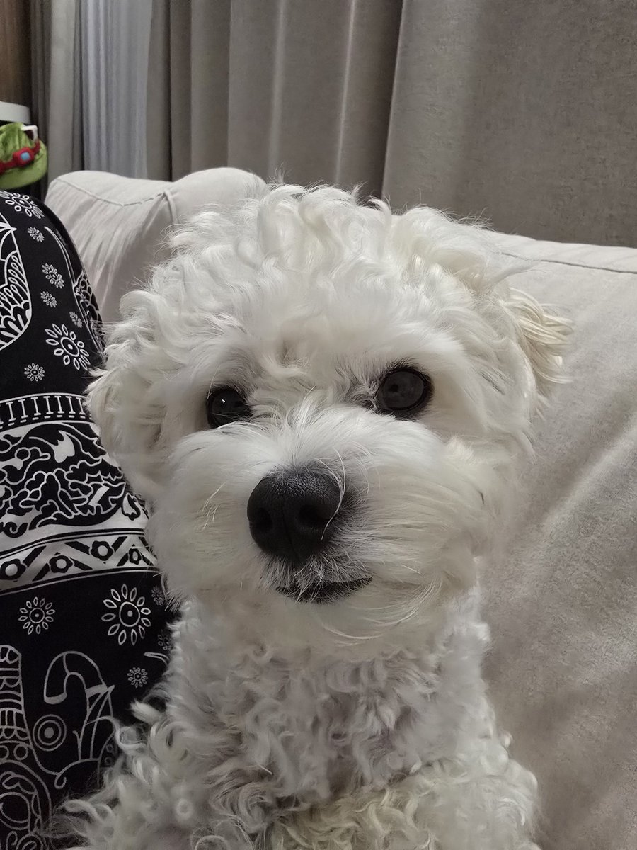 모다루 tweet media