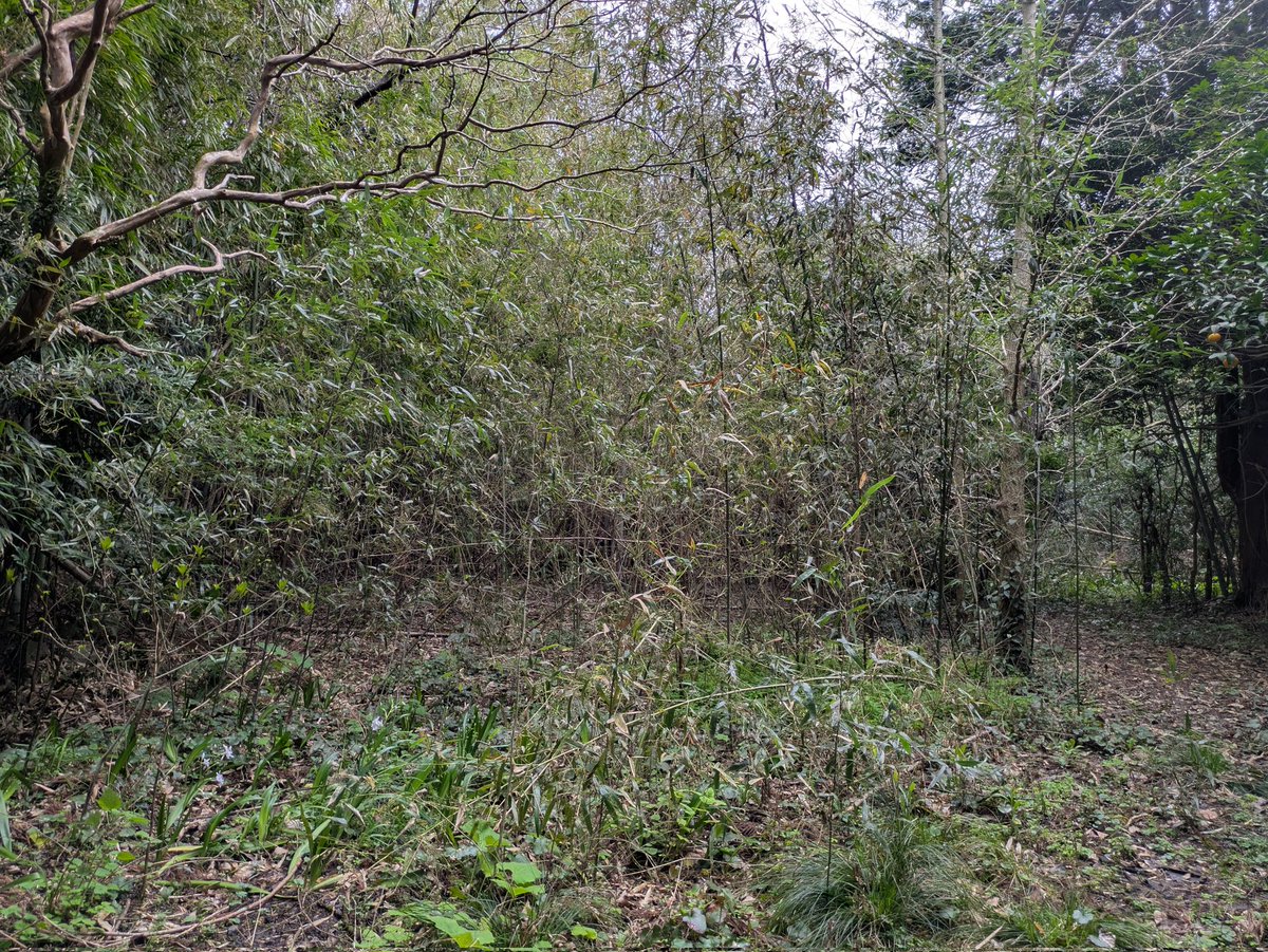 リンク tweet media