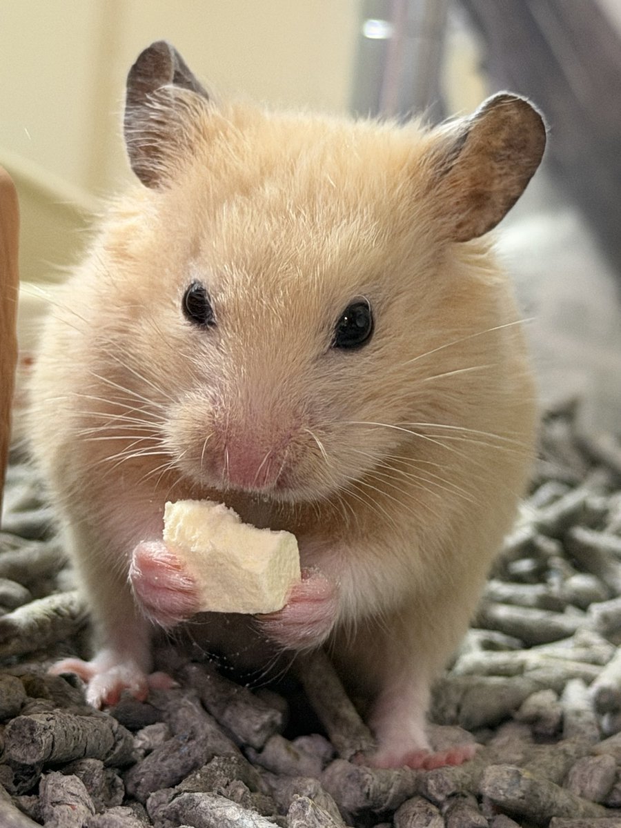 黄藤@きなこと仲間たち tweet media