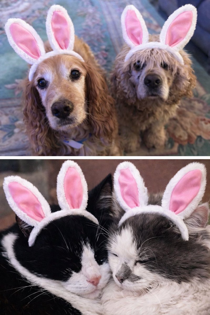 SpanielsSuper's tweet image. No mum!
No!
Just No!
#HowCouldYou

#DontYouDarePostThat

#OhTheShame