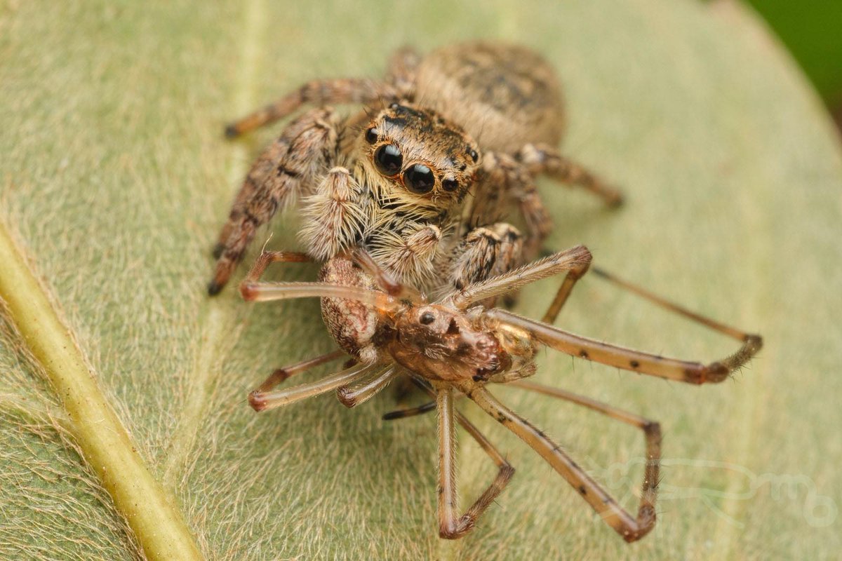 mouuuusa tweet media